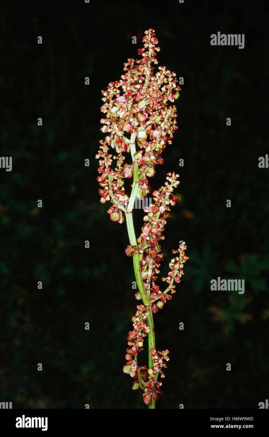 French sorrel in bloom (Rumex scutatus), Polygonaceae. Stock Photo