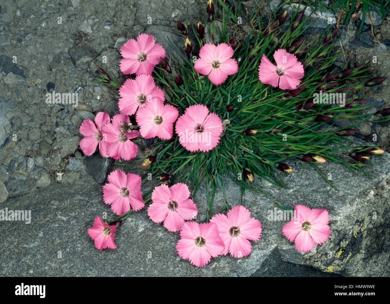 Glacier pink (Dianthus glacialis), Caryophyllaceae. Stock Photo