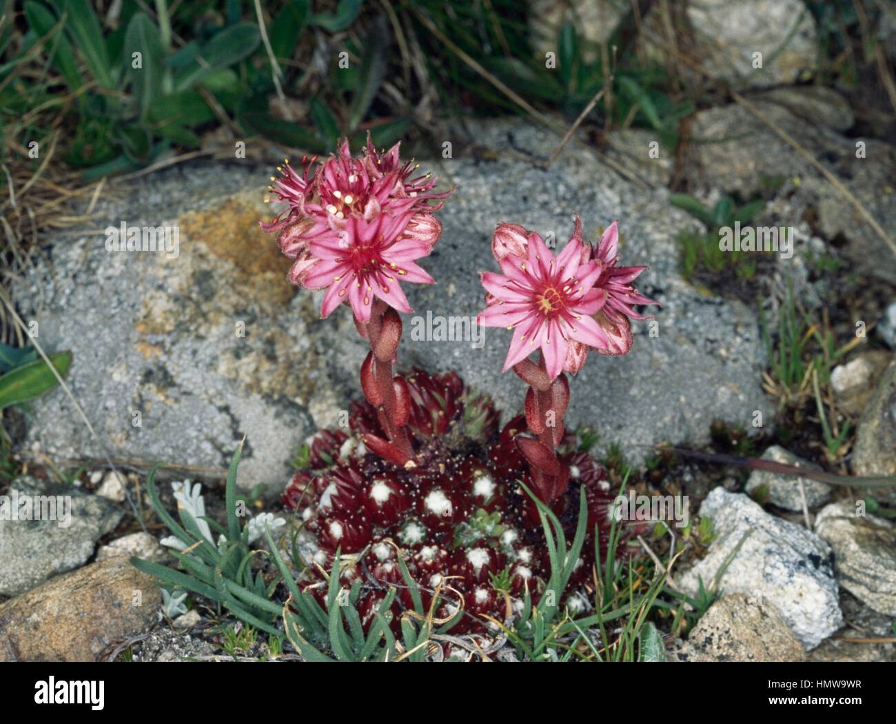 Houseleek pianta con muschio in un pentolino molto piccolo Foto stock -  Alamy