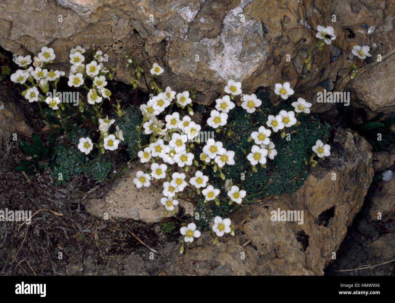 Aizoon Saxifrage or White Mountain Saxifrage (Saxifraga paniculata), Saxifragaceae. Stock Photo