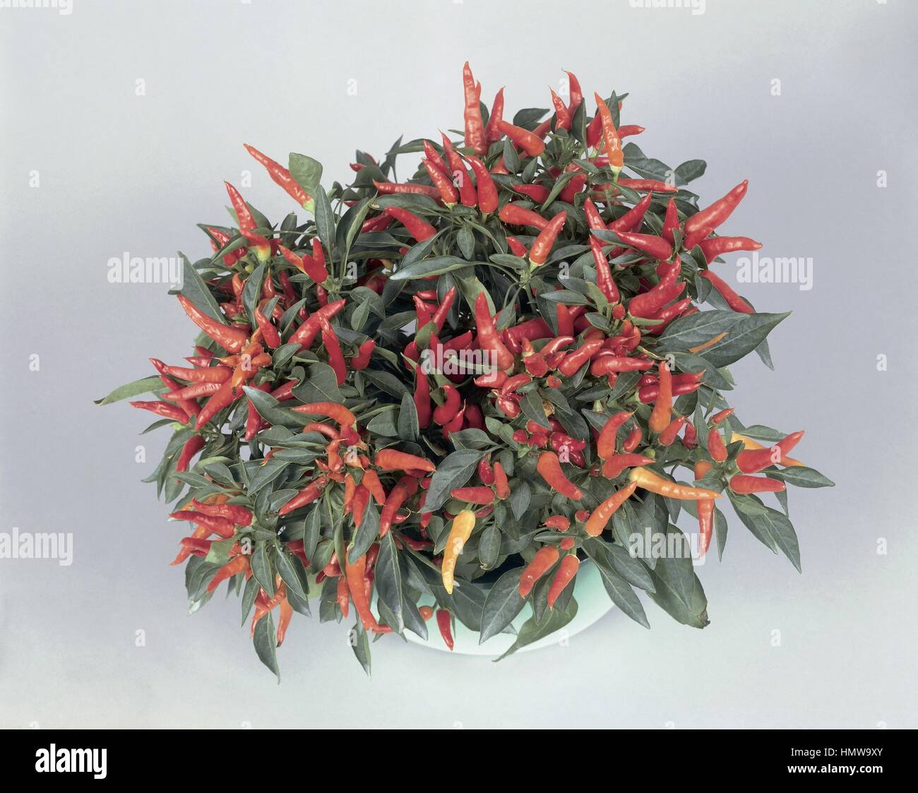 Houseplants Solanaceae. Cayenne pepper (Capsicum annuum Stock Photo