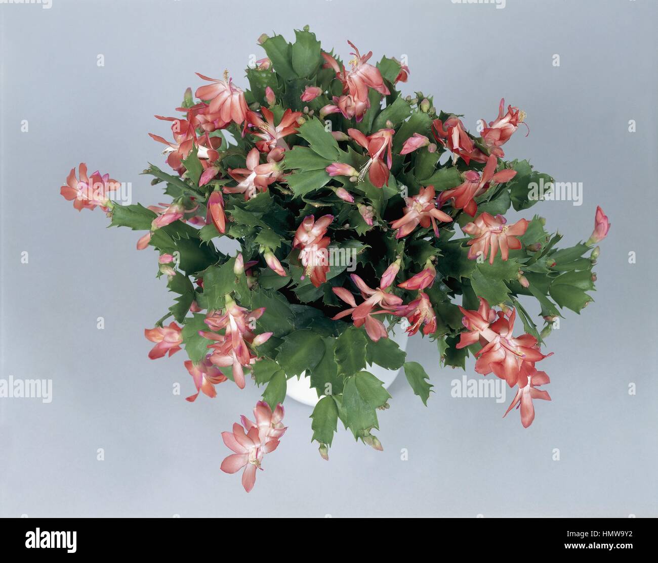 Houseplants - Cactaceae. Christmas cactus (Schlumbergera russelliana) Stock Photo