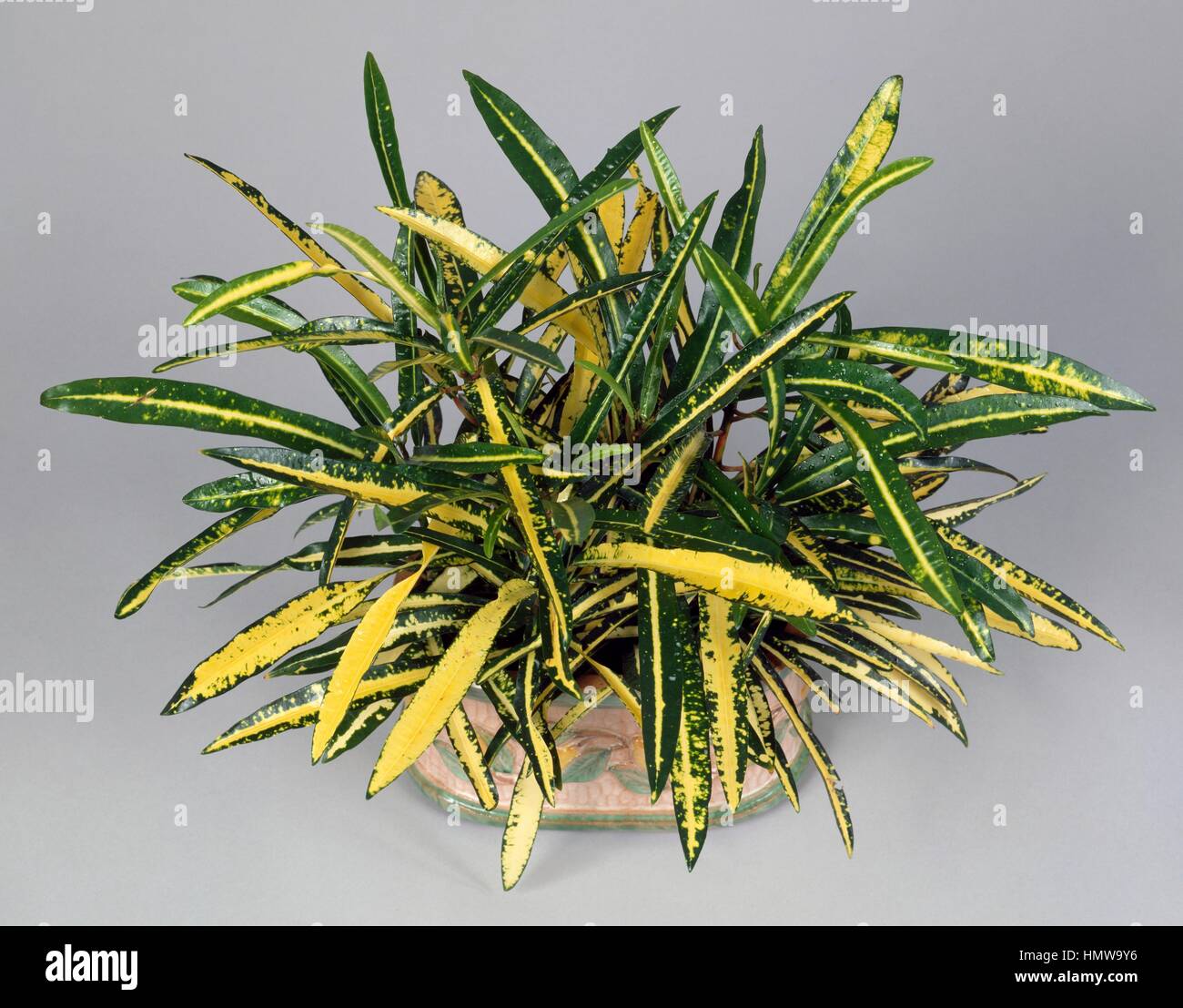 Garden croton or Variegated croton (Codiaeum variegatum Goldfinger), Euphorbiaceae Stock Photo