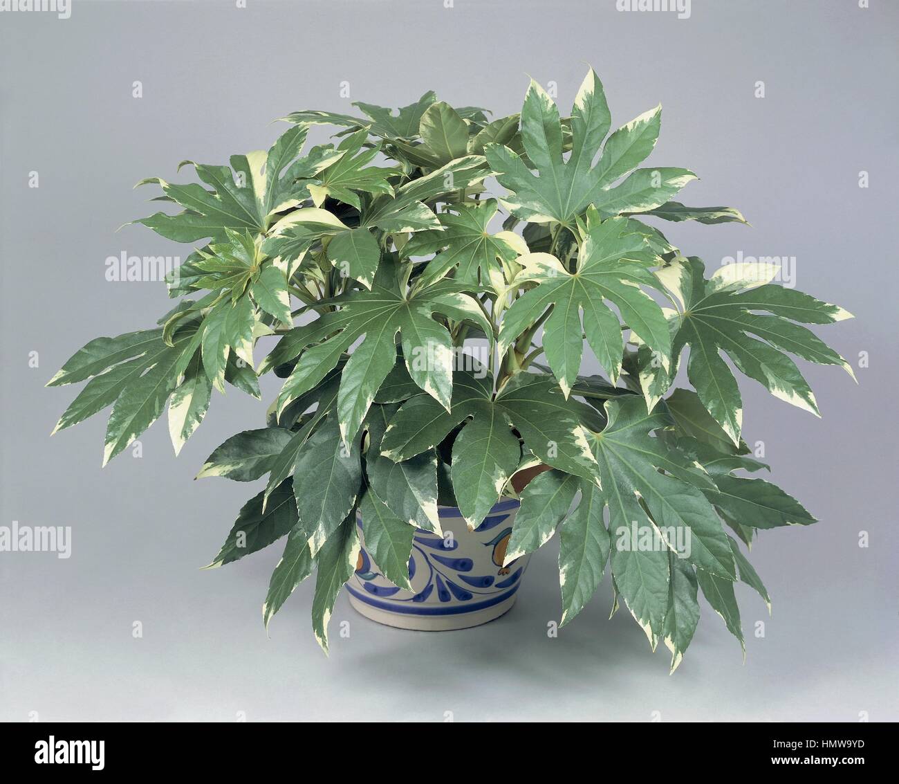 Houseplants - Araliaceae. Paperplant (Fatsia japonica variegata) Stock Photo