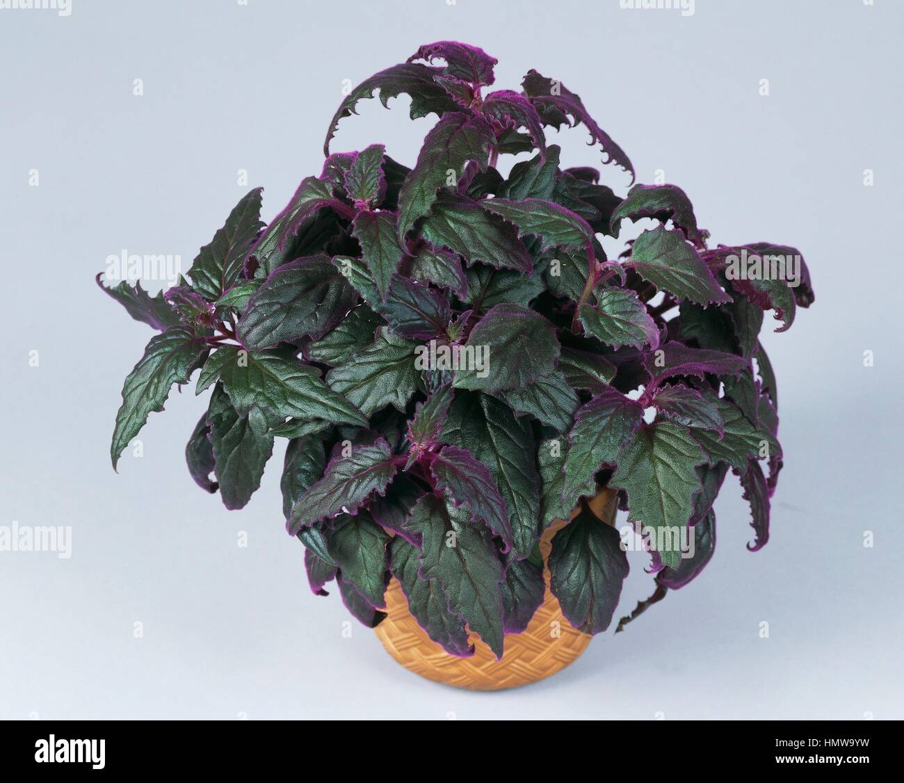 Sabungai (Gynura procumbens), Asteraceae. Stock Photo