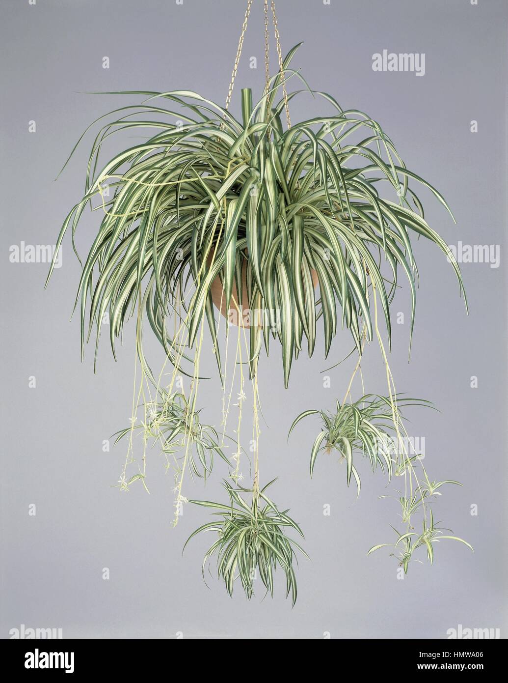 Houseplants - Liliaceae. Spider Plant (Chlorophytum elatum variegatum) Stock Photo
