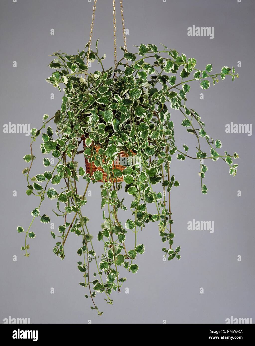 Variegated Mintleaf (Plectranthus madagascariensis), Lamiaceae. Stock Photo