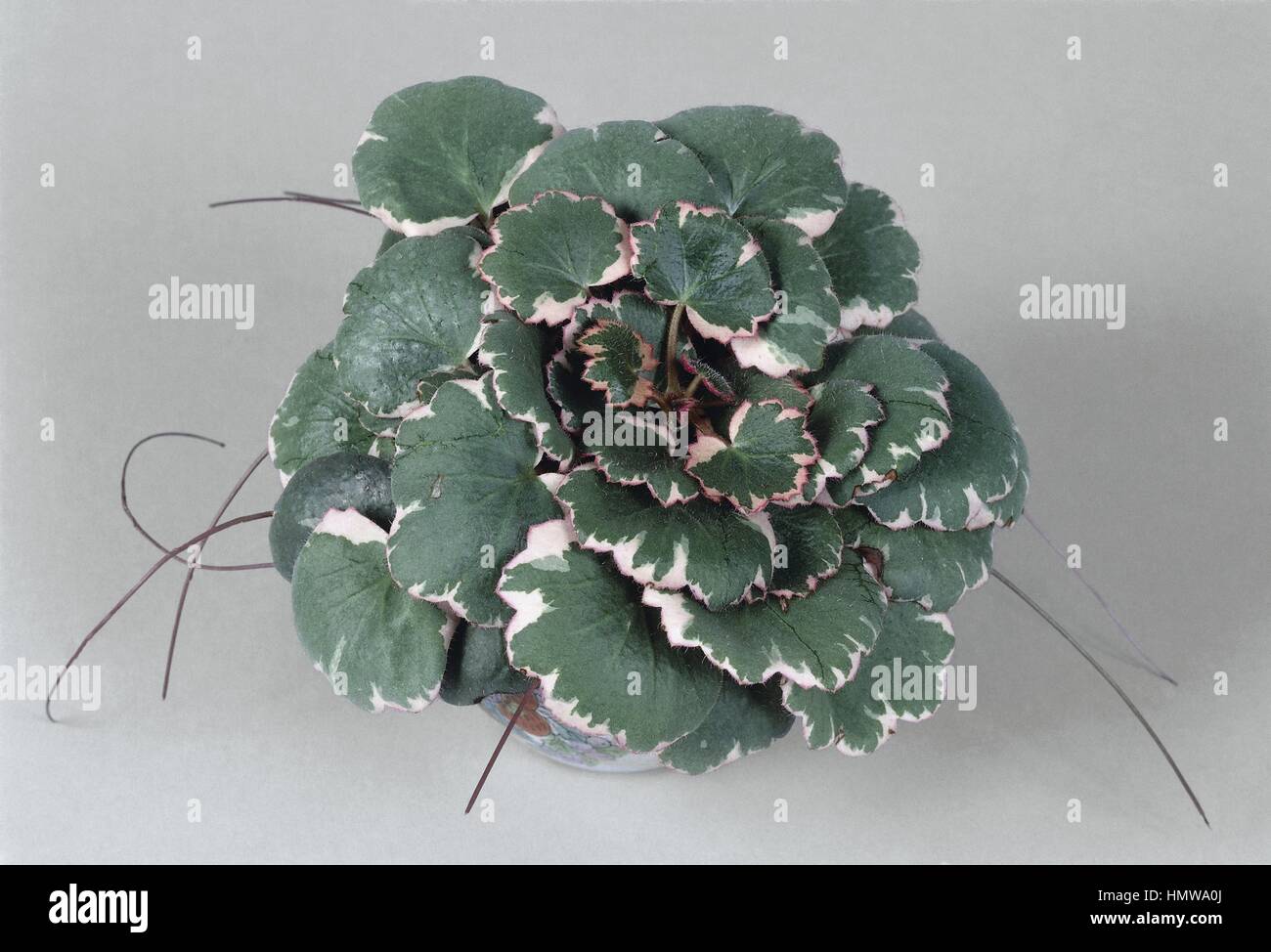 Botany - Saxifragaceae. Magic Carpet (Saxifraga stolonifera 'tricolor') Stock Photo