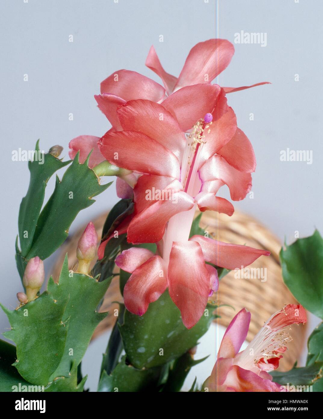 Schlumbergera russelliana flowers, Cactaceae. Detail. Stock Photo