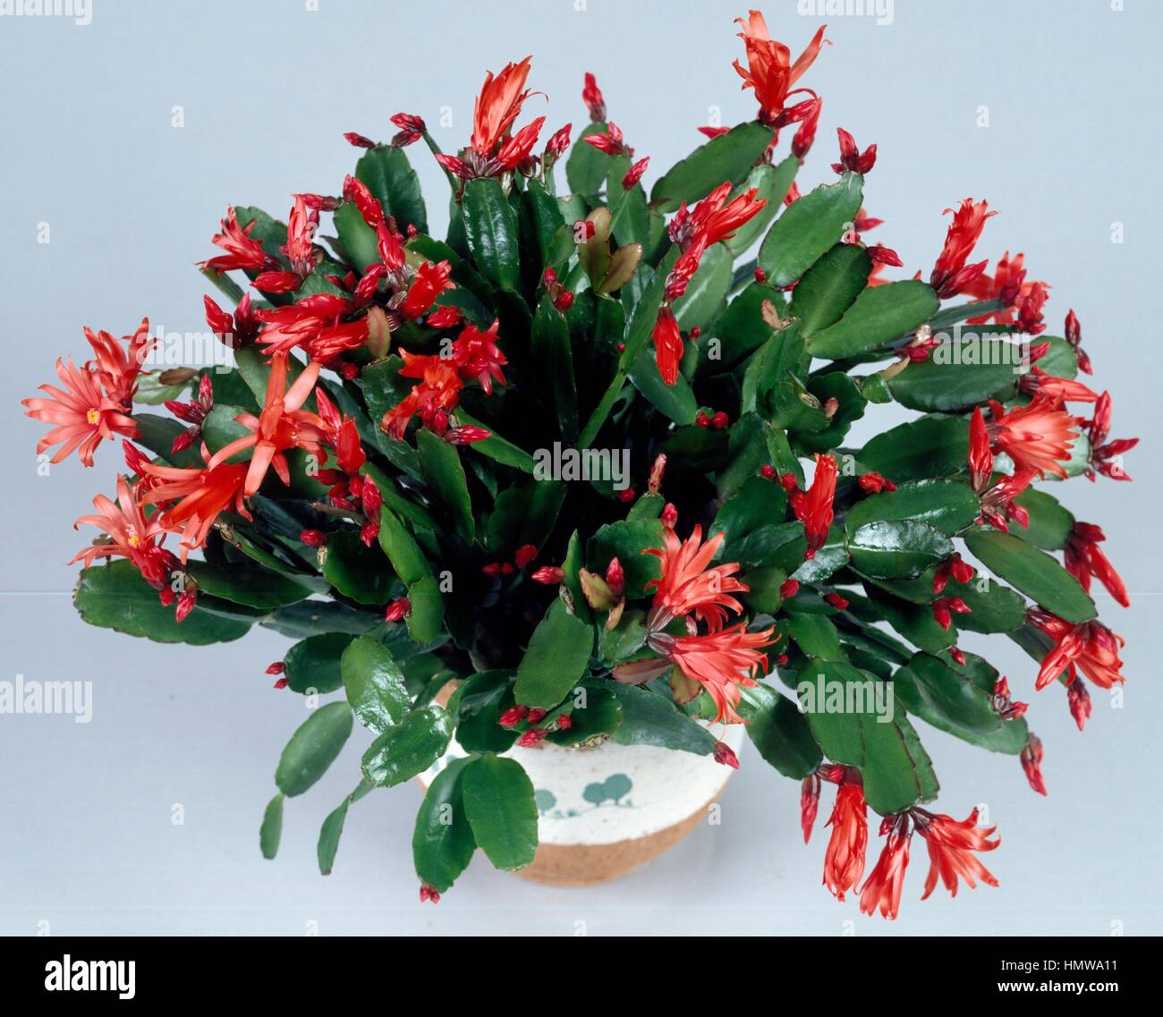 Schlumbergera russelliana flowers, Cactaceae. Detail. Stock Photo