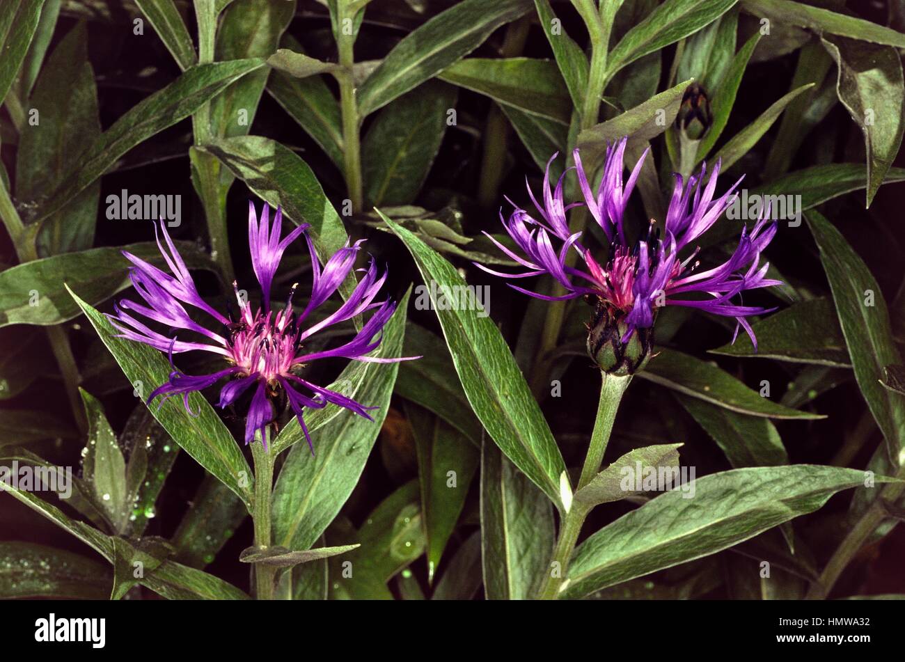 Perennial cornflower, mountain cornflower or bachelor's button (Cyanus montanus or Centaurea montana), Asteraceae. Stock Photo