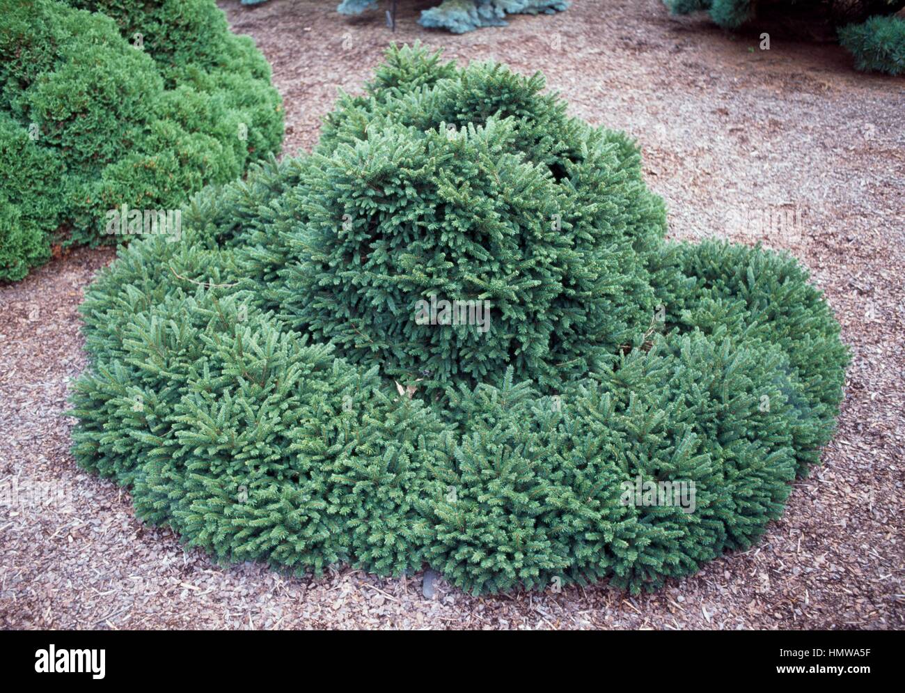 Norway Spruce (Picea abies Pumila Glauca), Pinaceae. Stock Photo