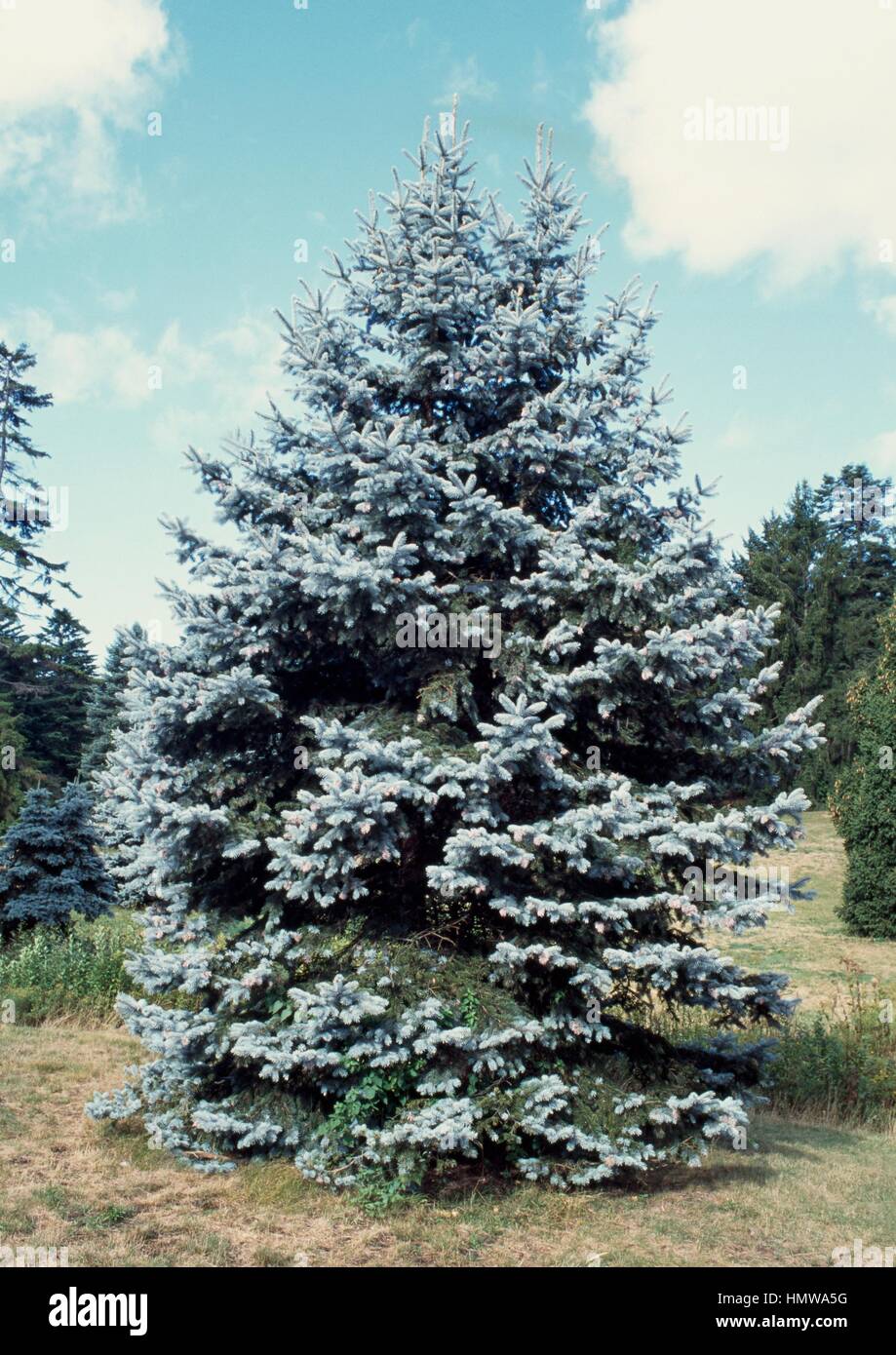Hoop's Blue Spruce (Picea pungens Hoopsii), Pinaceae. Stock Photo