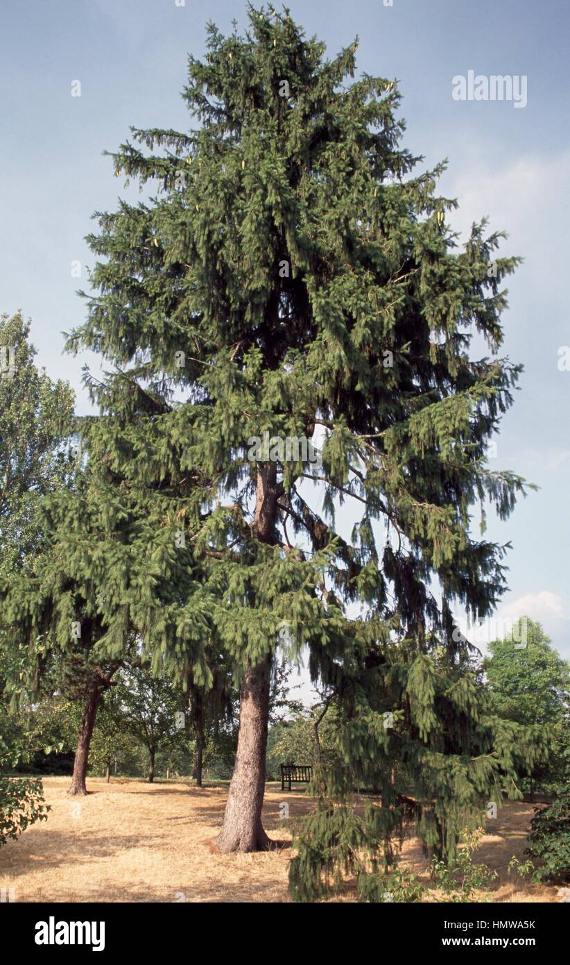 Morinda Spruce or West Himalayan Spruce (Picea smithiana), Pinaceae. Stock Photo