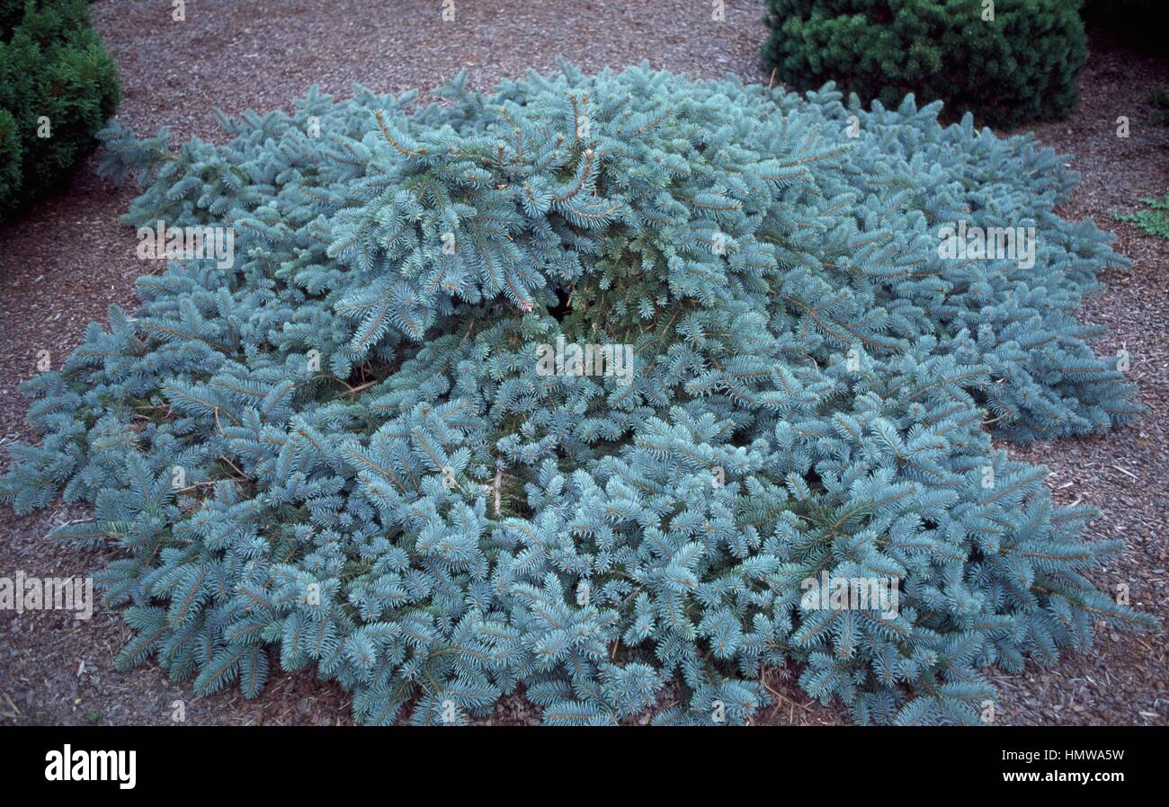 Colorado Spruce (Picea pungens Pendens), Pinaceae. Stock Photo