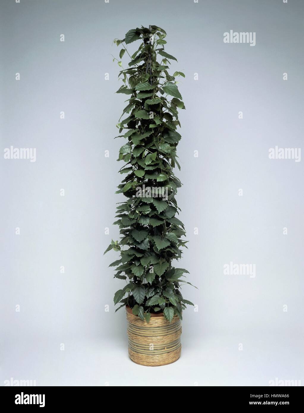 Houseplants - Vitaceae. Kangaroo vine (Cissus antarctica) Stock Photo