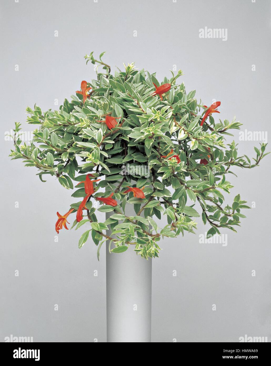 Houseplants - Gesneriaceae. Columnea hirta Stock Photo