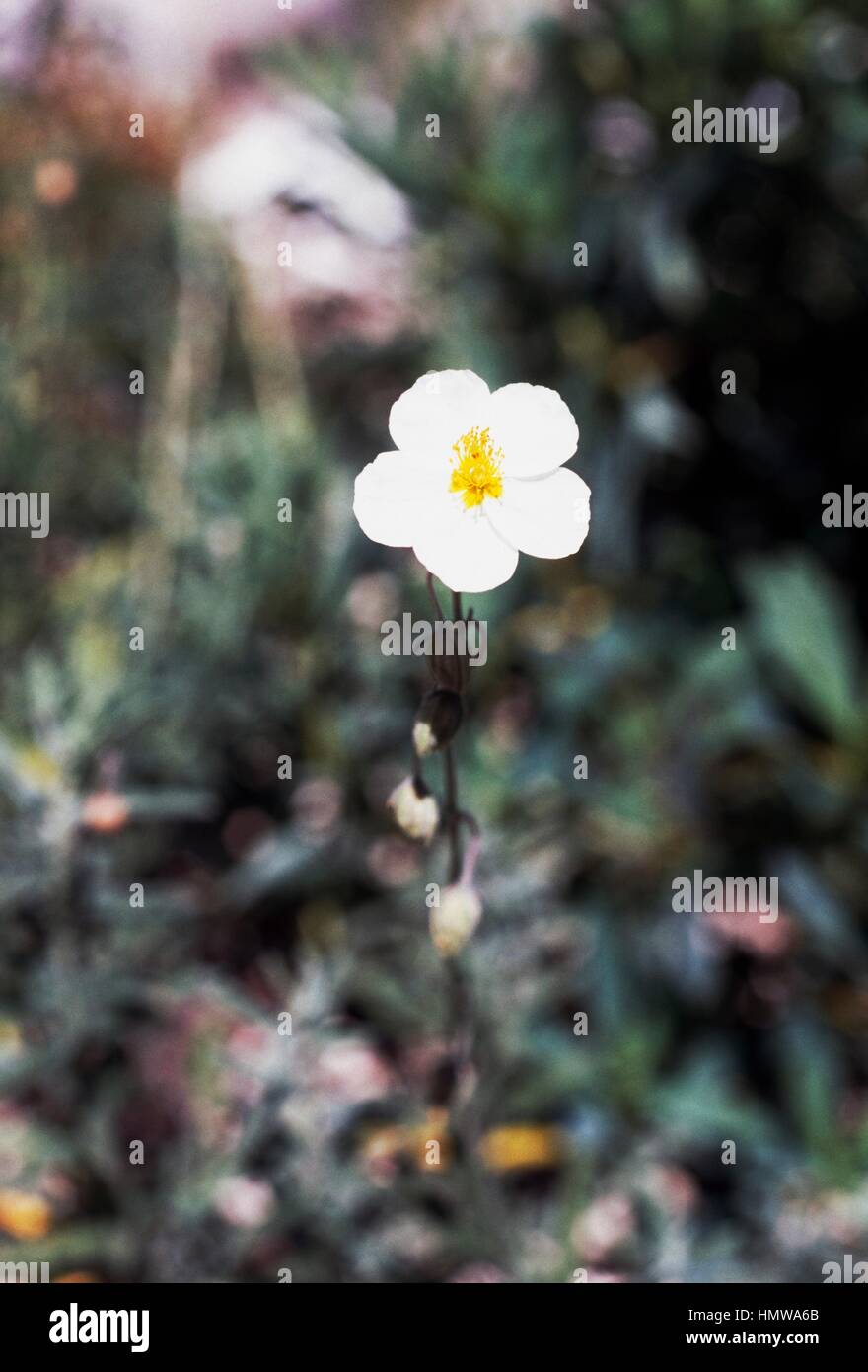 White Rock-rose (Helianthemum apenninum), Cistaceae. Stock Photo