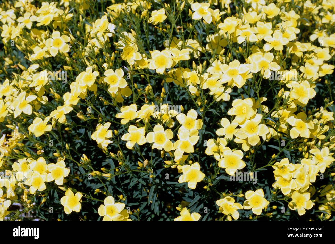 Yellow Flax (Linum campanulatum), Linaceae. Stock Photo