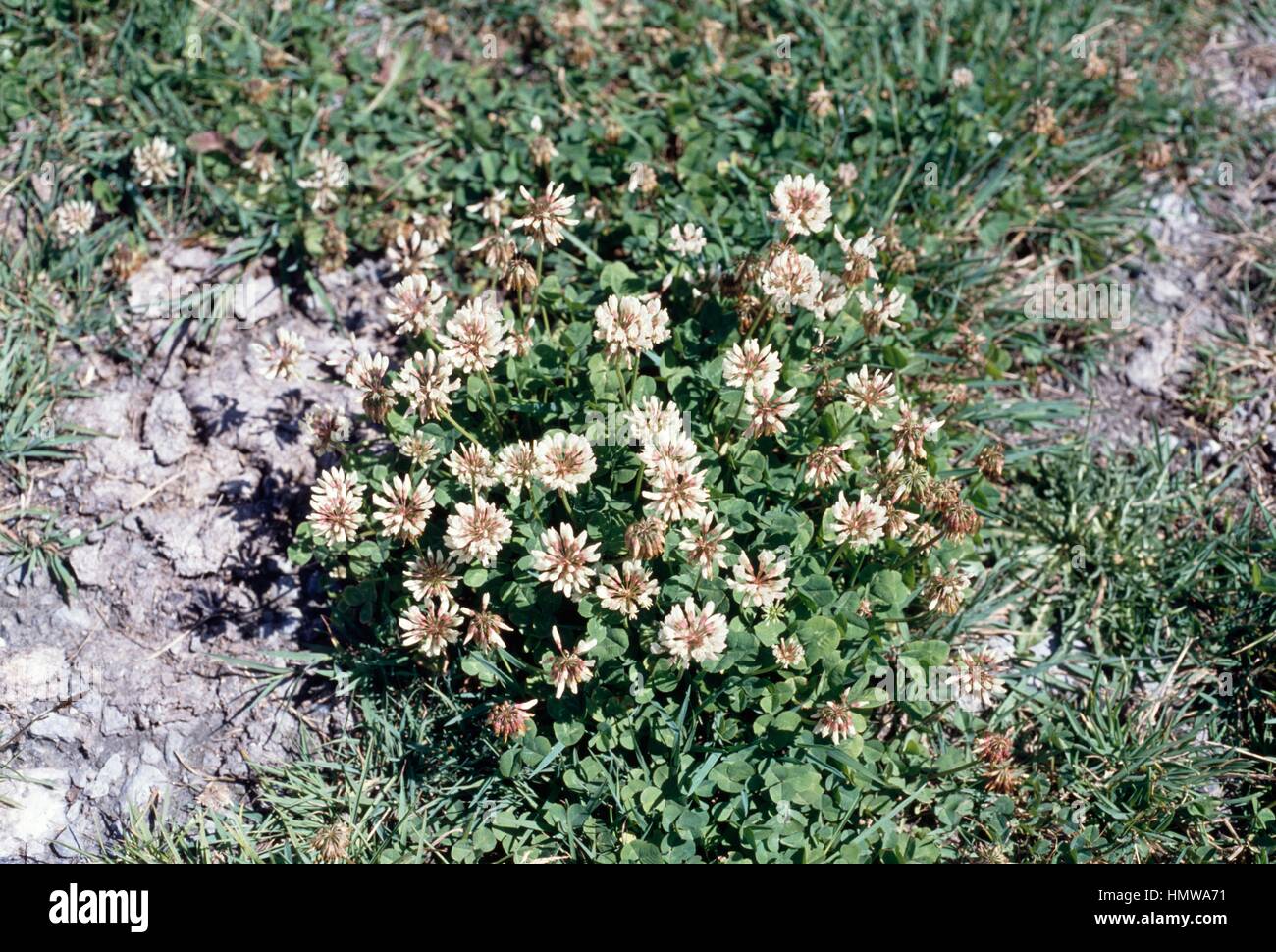 Thal's Clover (Trifolium thalii), Fabaceae. Stock Photo