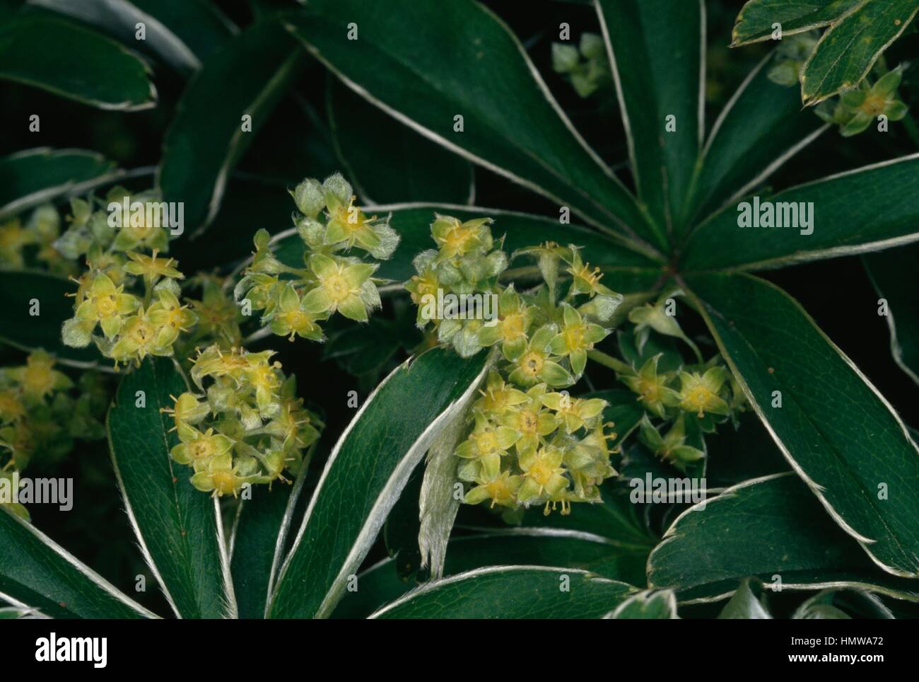 Alpine lady's mantle (Alchemilla alpina), Rosaceae. Stock Photo