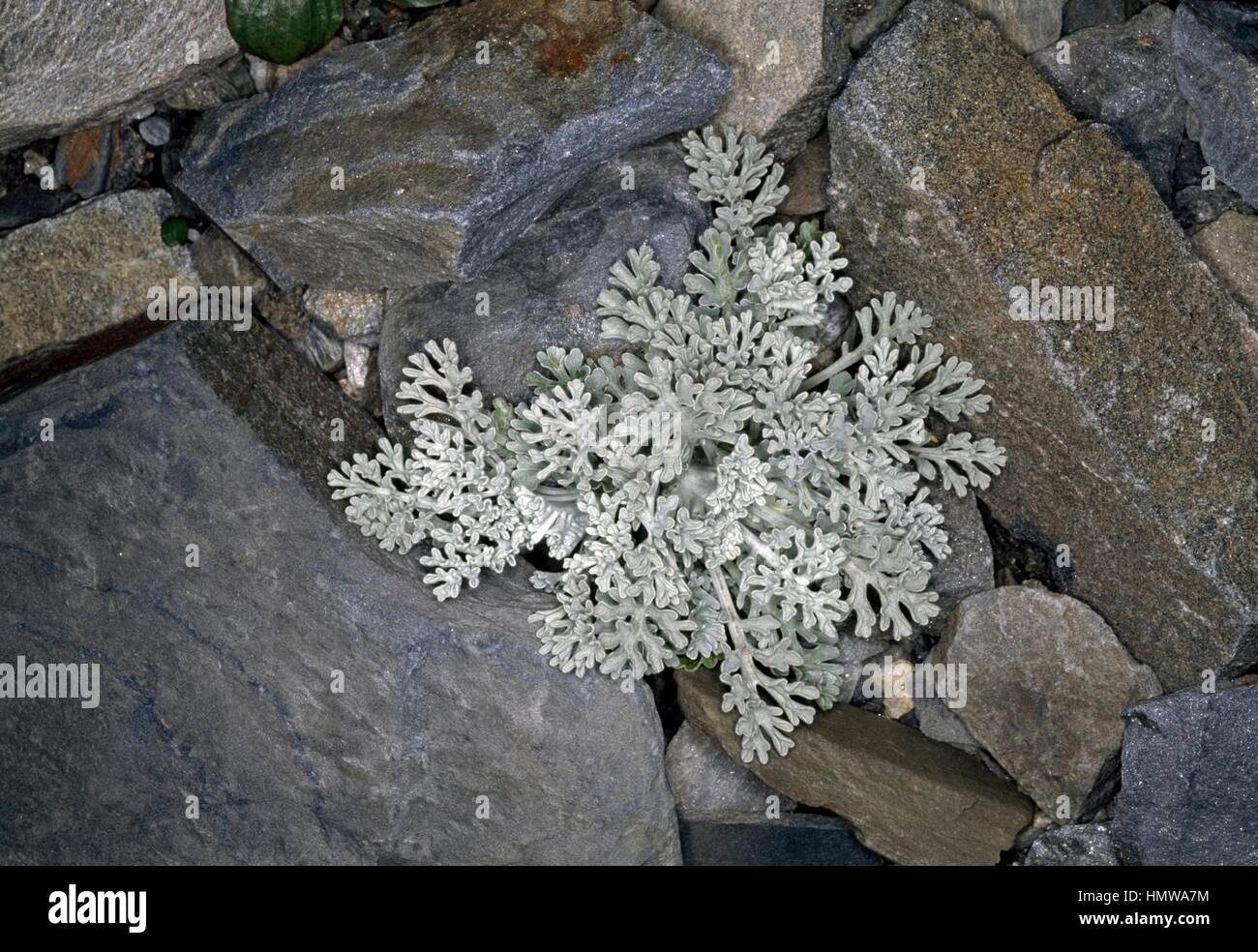 Alps wormwood (Artemisia umbelliformis), Asteraceae. Stock Photo