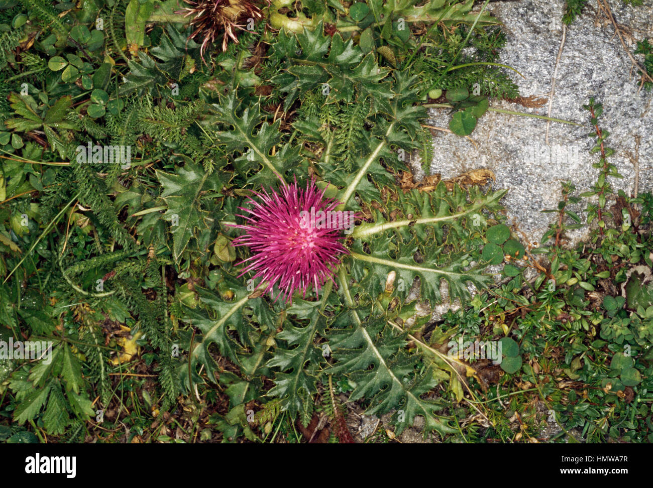 Acaule hi-res stock photography and images - Alamy