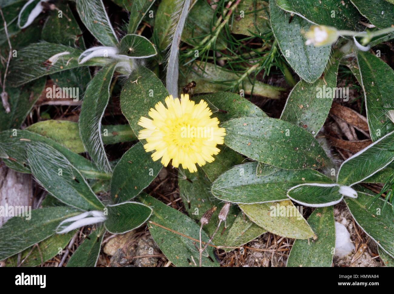 Crepis rhaetica, Asteraceae. Stock Photo