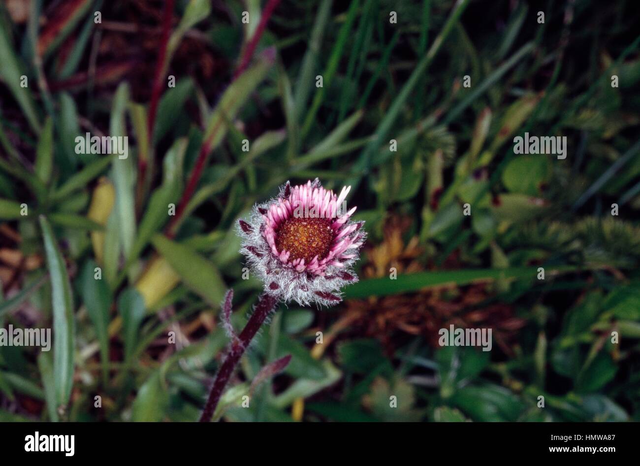 Alpine fleabane (Erigeron alpinum), Asteraceae. Stock Photo