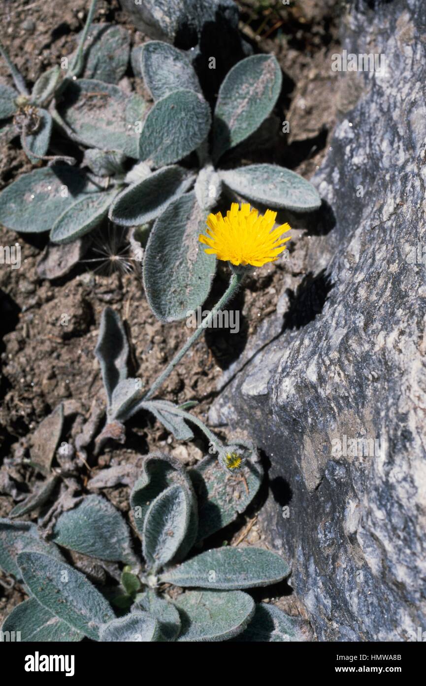 Hairy hawkweed or Leafy hawkweed (Hieracium tomentosum or Hieracium lanatum), Asteraceae. Stock Photo