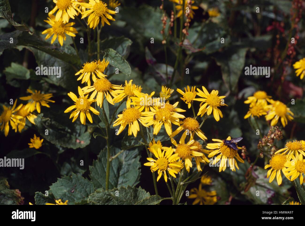 Alpine Ragwort (Jacobaea alpina), Asteraceae Stock Photo - Alamy