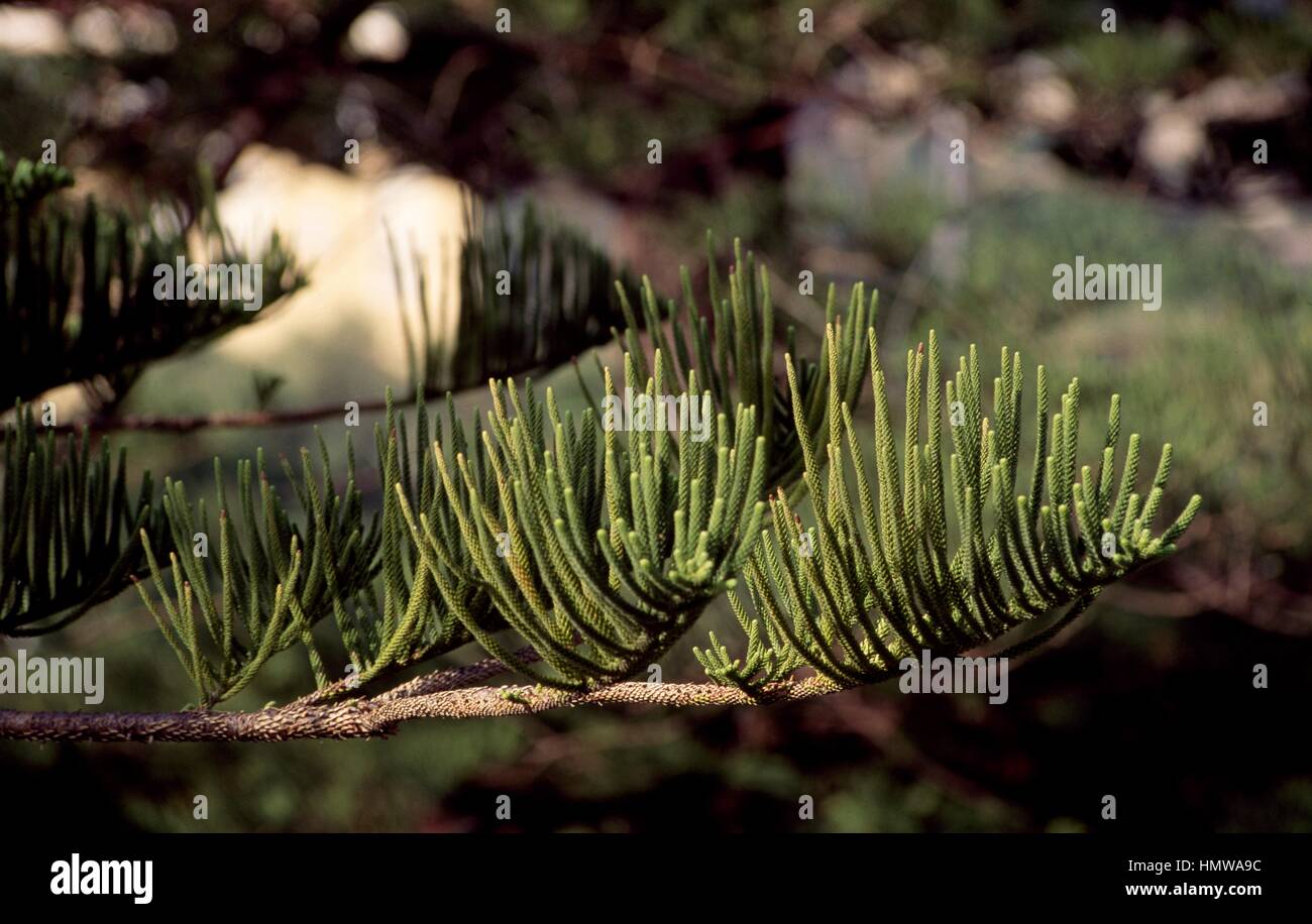 Norfolk Island pine leaves (Araucaria excelsa or Araucaria heterophylla), Araucariaceae. Stock Photo