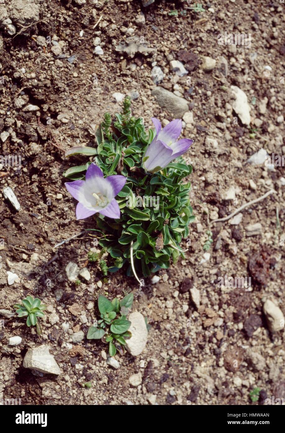 Toothed bellflower (Campanula tridentata), Campanulaceae. Stock Photo