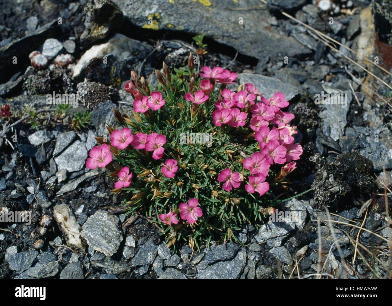 Alpine pink (Dianthus alpinus), Caryophyllaceae. Stock Photo