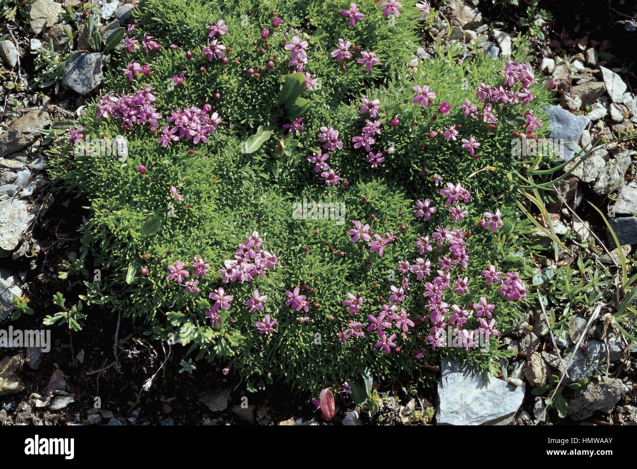 Botany - Caryophyllaceae. Moss campion (Silene acaulis) Stock Photo