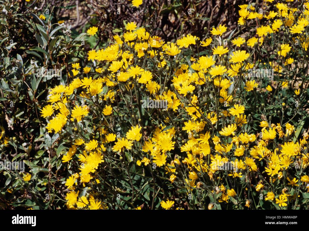Northern hawk's-beard (Crepis mollis), Asteraceae. Stock Photo