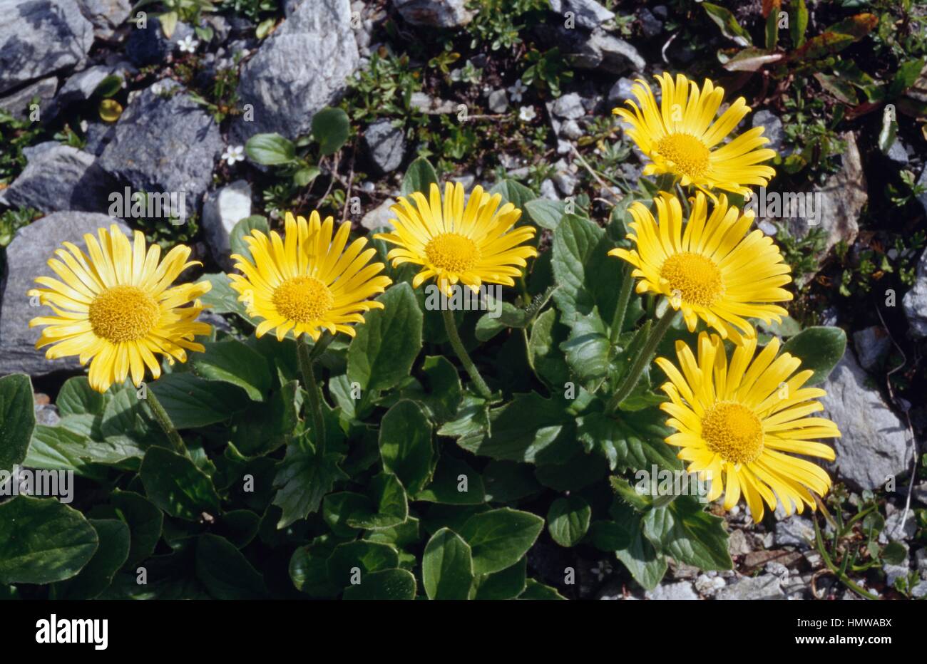 Doronicum grandiflorum, Asteraceae. Stock Photo