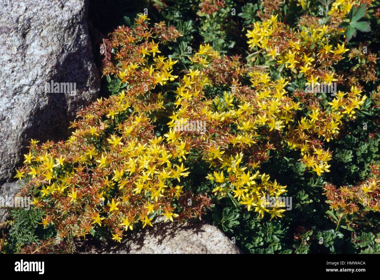 Orpin Aizoon or Aizoon Stonecrop (Sedum aizoon or Phedimus aizoon), Crassulaceae. Stock Photo