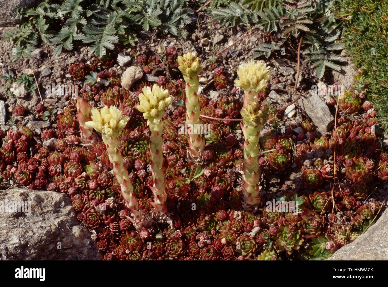 Houseleek (Jovibarba globifera hirta or Sempervivum hirtum), Crassulaceae. Stock Photo