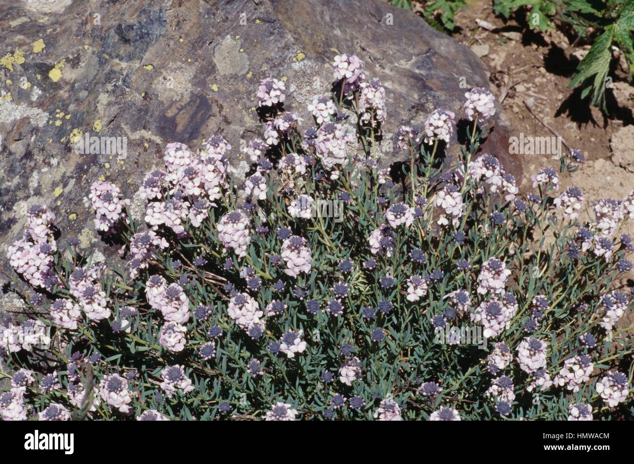 Persian stonecress (Aethionema grandiflorum), Brassicaceae. Stock Photo