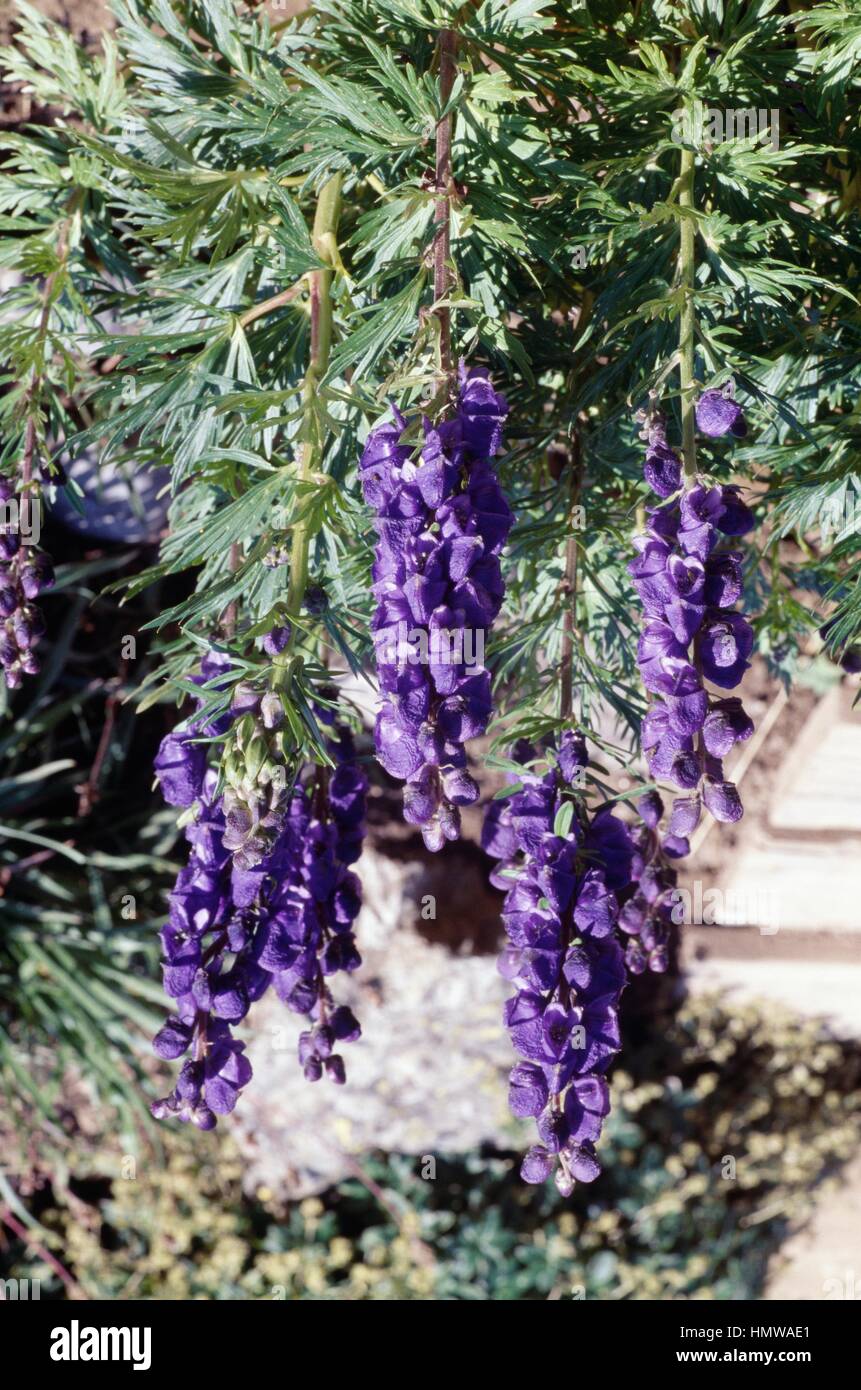Monkshood or Aconite (Aconitum napellus vulgare), Ranunculaceae. Stock Photo
