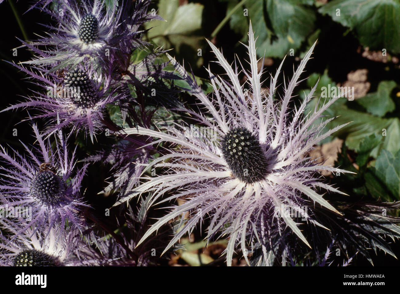 Queen of the Alps or Alpine sea holly (Eryngium alpinum), Apiaceae