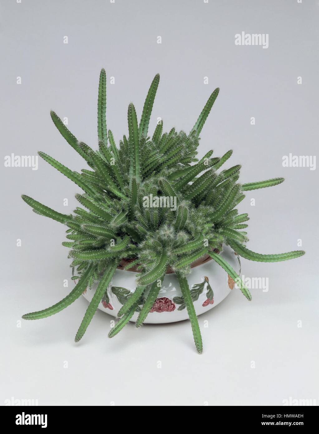 Houseplants - Cactaceae. Aporocactus Stock Photo