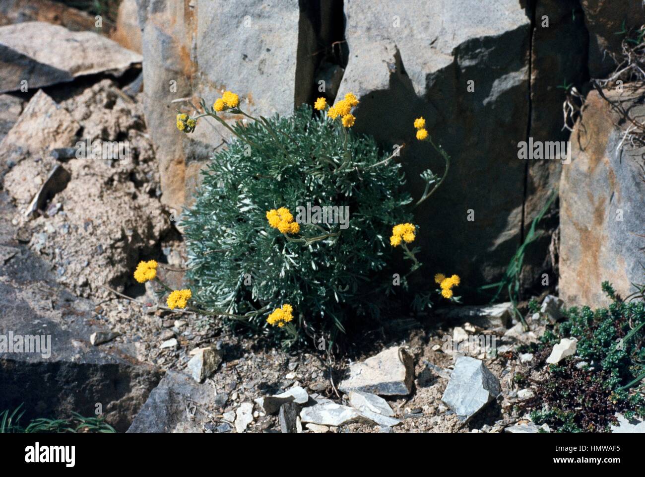 Glacier Wormwood (Artemisia glacialis), Asteraceae. Stock Photo