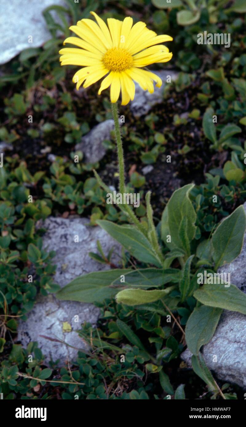 Tufted Leopard's-bane (Doronicum clusii), Asteraceae. Stock Photo