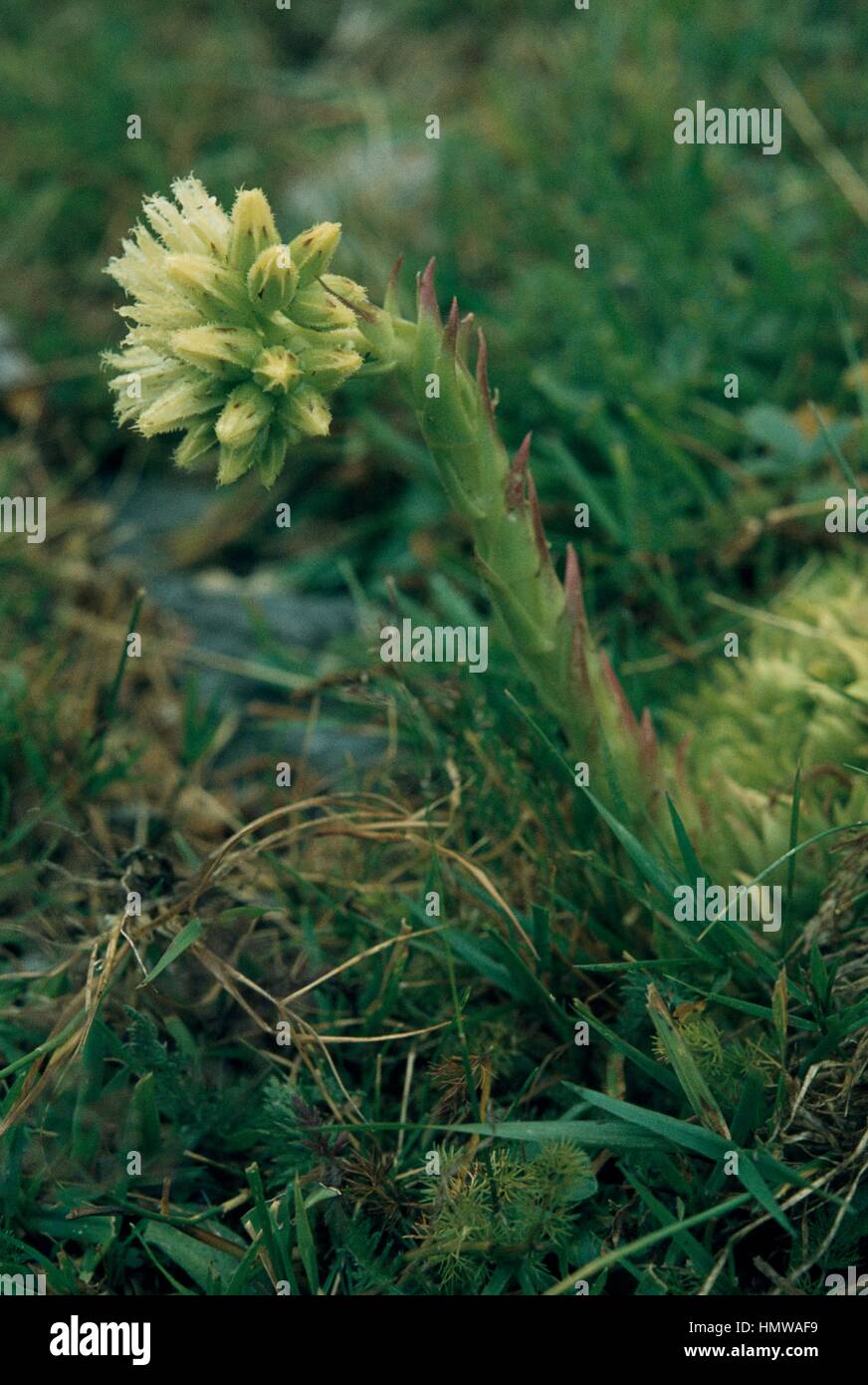 Sempervivum (Jovibarba allionii) flower, Crassulaceae. Stock Photo