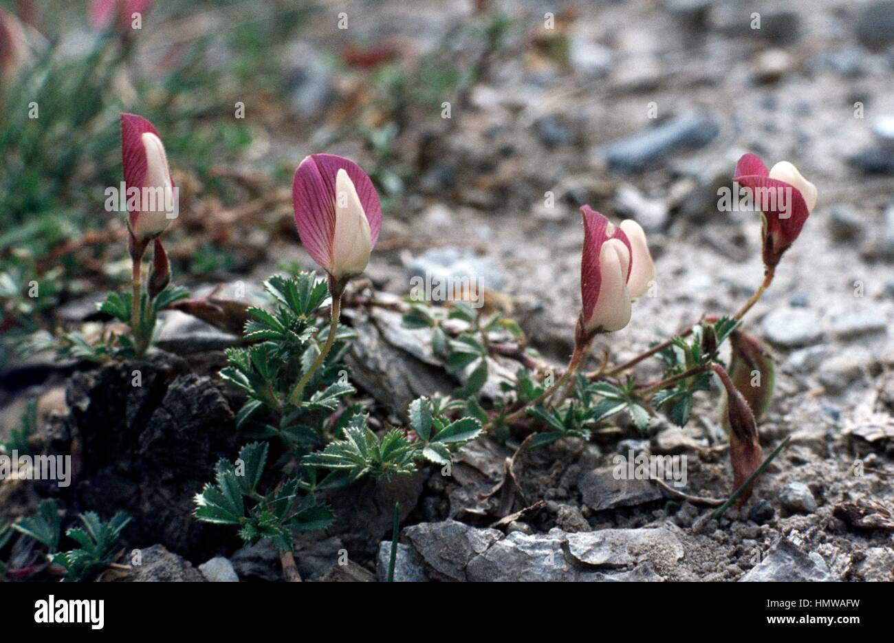 Mount Cenis Restharrow (Ononis cristata or Ononis cenisia), Fabaceae. Stock Photo