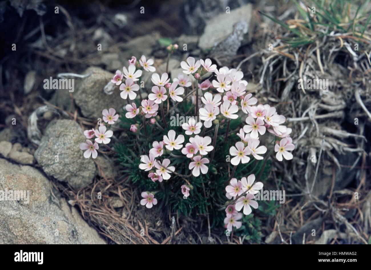 Pink Rock Jasmine (Androsace carnea), Primulacee. Stock Photo