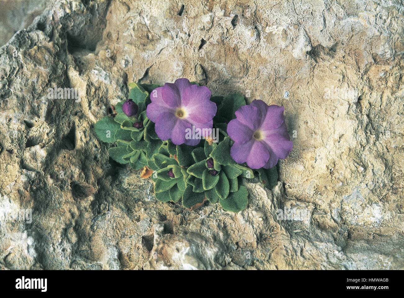 Botany - Primulaceae. Allion primrose (Primula allionii) Stock Photo