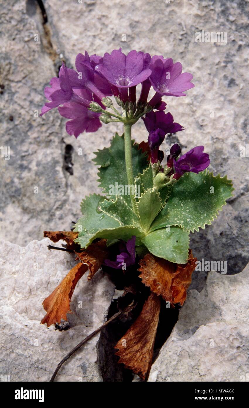 Marginate primrose (Primula marginata), Primulaceae. Stock Photo
